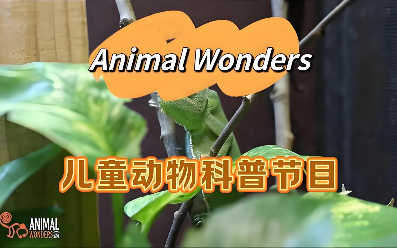 油管热门英文儿童动物科普节目《动物奇观 Animal Wonders》